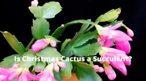 Is Christmas Cactus a succulent