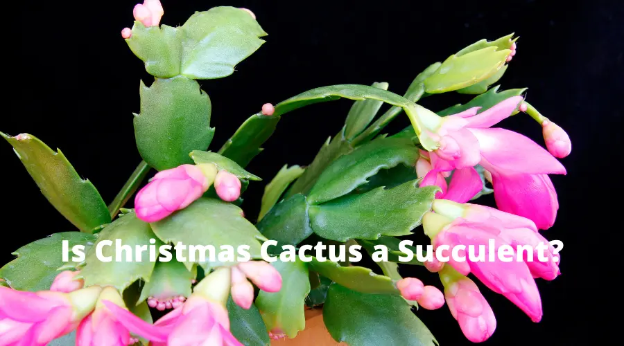 Is Christmas Cactus a Succulent? (Answered!)