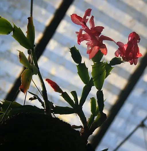 Image of False Christmas Cactus