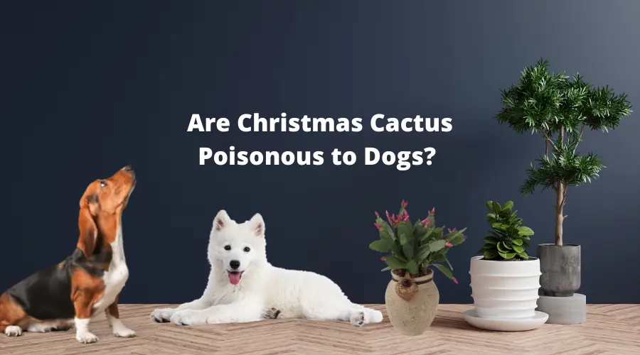Are Christmas Cactus Poisonous to Dogs