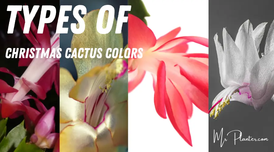 Types of Christmas Cactus Colors (With IMAGES!)
