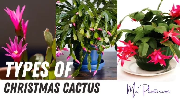 Types of Christmas Cactus