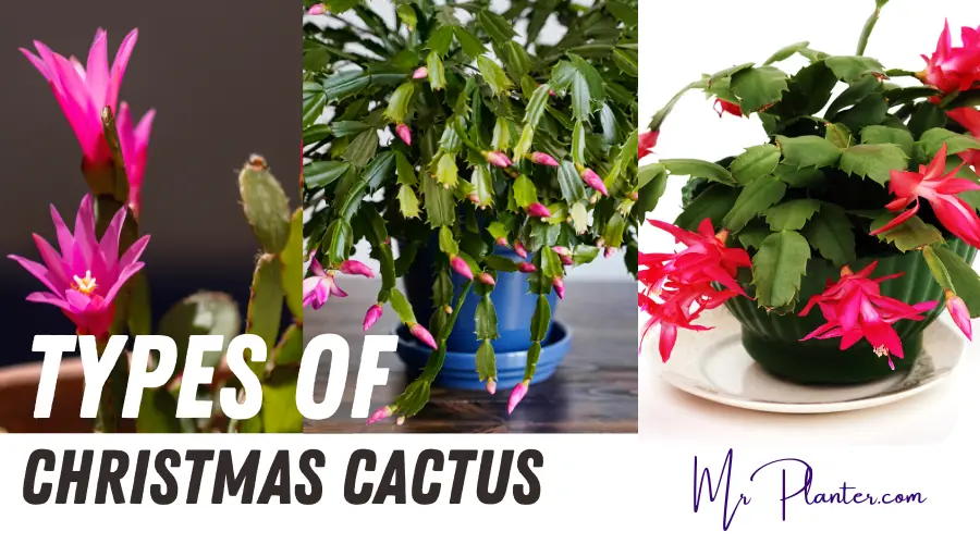 Types of Christmas Cactus (With IMAGES!)