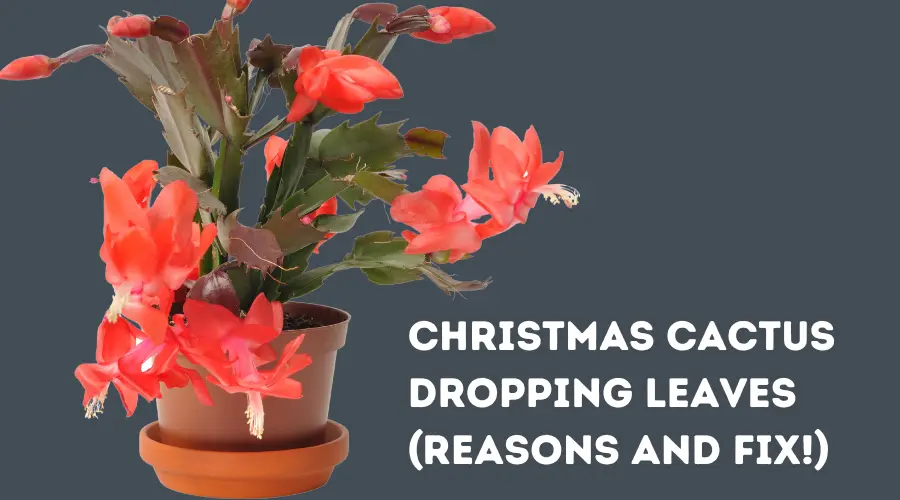 Christmas Cactus Dropping Leaves (Reasons and FIX!)