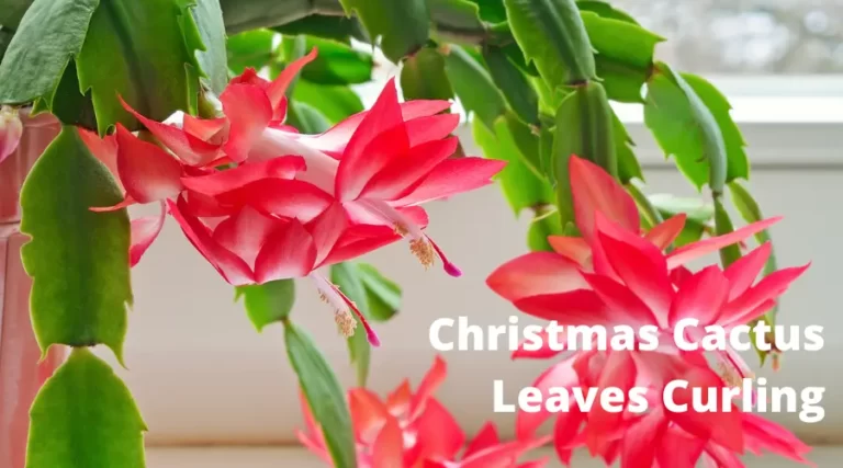 Christmas Cactus Leaves Curling