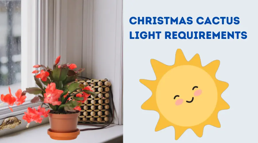 Christmas Cactus Light Requirement