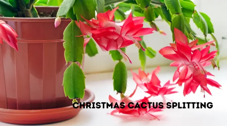Christmas Cactus splitting