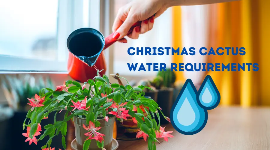 Christmas Cactus Water Requirements