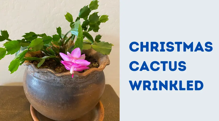 Christmas Cactus Wrinkled and Shriveled Leaves: Reasons+Fix