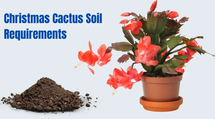 Christmas Cactus Soil Requirements: Complete GUIDE!