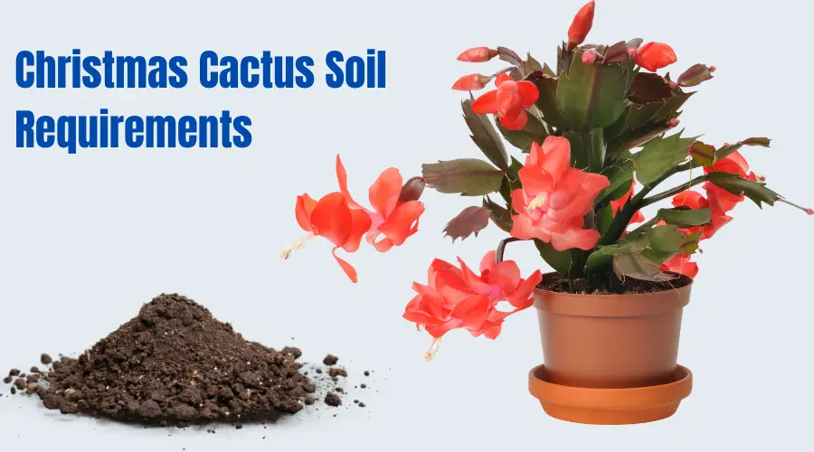 Best Soil Mix For Christmas Cactus: Complete Guide