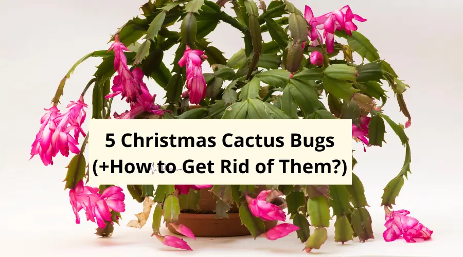 5 Christmas Cactus Bugs (+How to Get Rid of Them?)