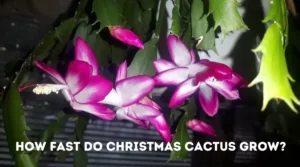 How Fast Do Christmas Cactus Grow: A Guide to Their Growth Rate How Fast Do Christmas Cactus Grow
