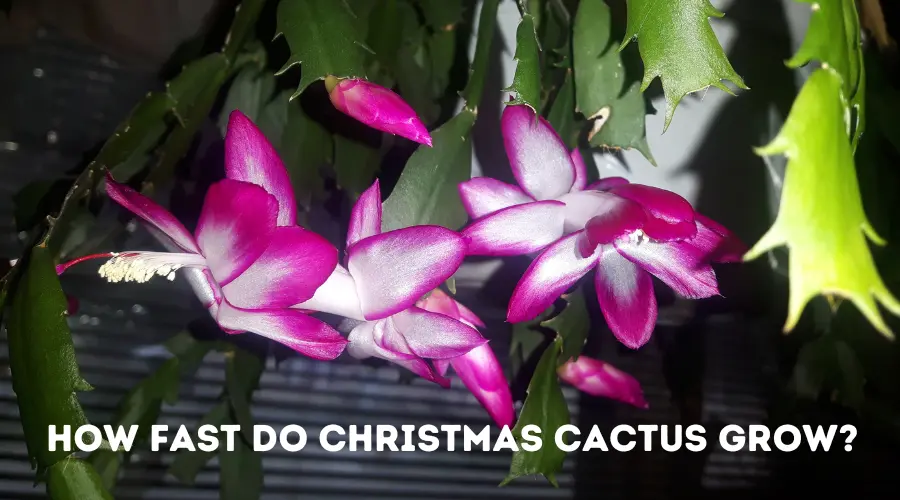 How Fast Do Christmas Cactus Grow: A Guide to Their Growth Rate