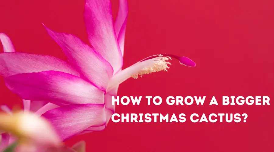 How to Grow a Bigger Christmas Cactus