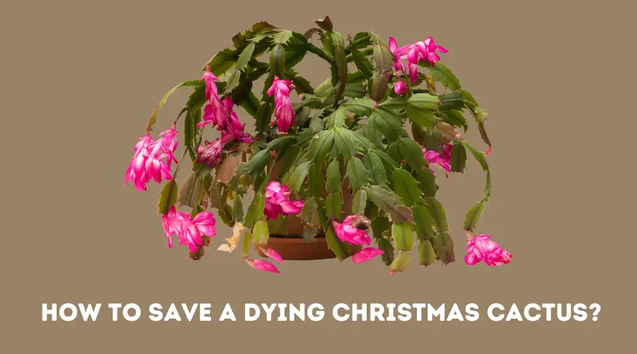 How to Save a Dying Christmas Cactus?