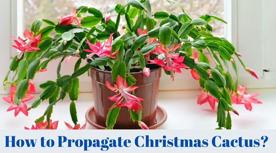 How to Propagate Christmas Cactus? (Complete Guide)