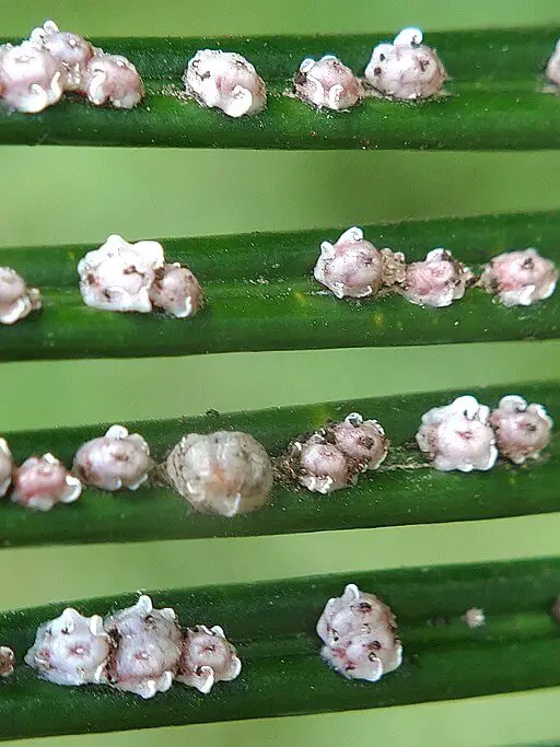 Image of Scale Insect