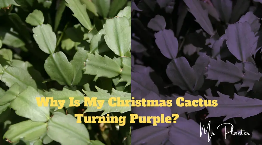 Why Is My Christmas Cactus Turning Purple?(Reason+Solution!)