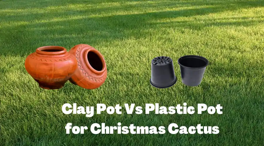 Clay Pot Vs Plastic Pot for Christmas Cactus