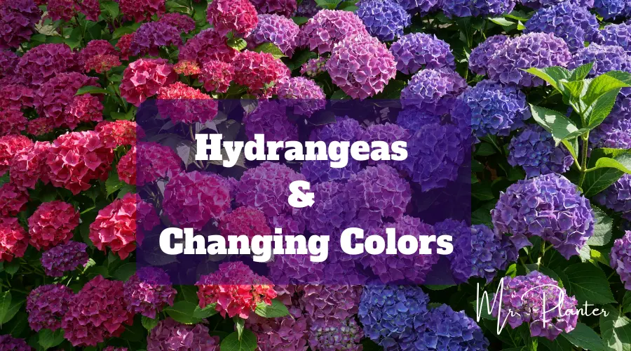 Hydrangeas Changing Colors