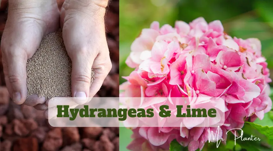 Hydrangeas & Lime