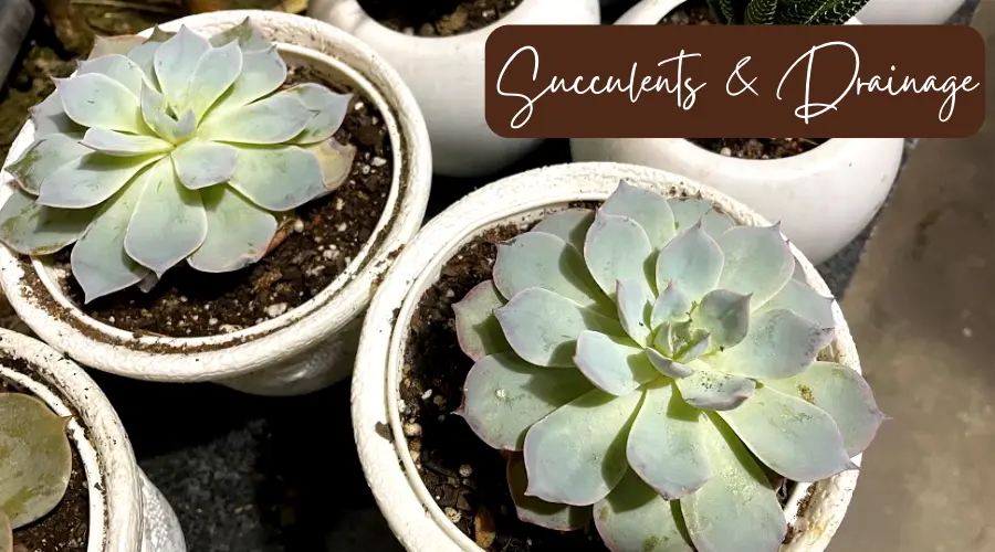 Succulents & Drainage: 6 Things You Need To Know (Solved)