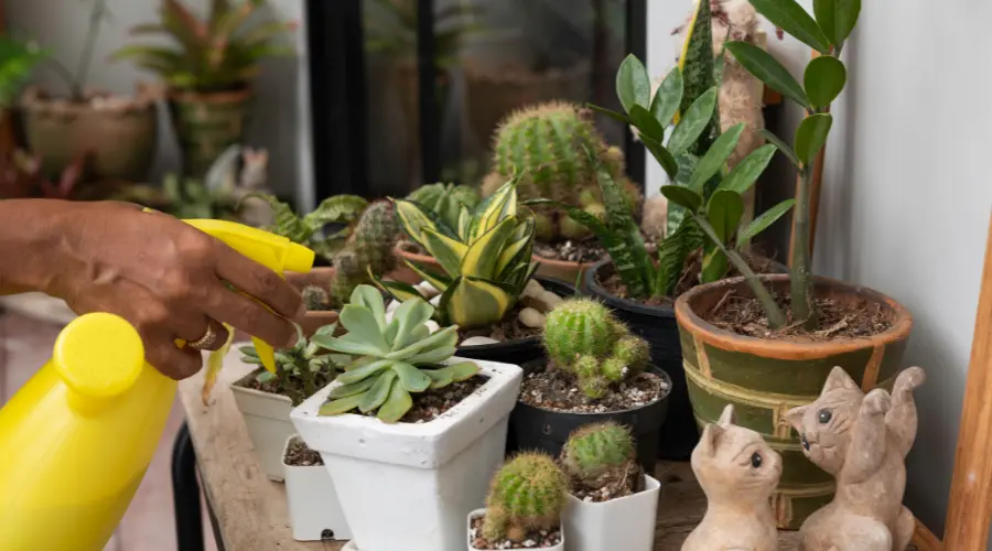 watering succulents using a spray bottle
