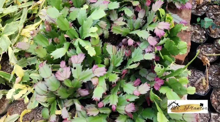 How to Care for Christmas Cactus