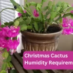 Christmas Cactus Humidity Need: Complete Guide (2023)