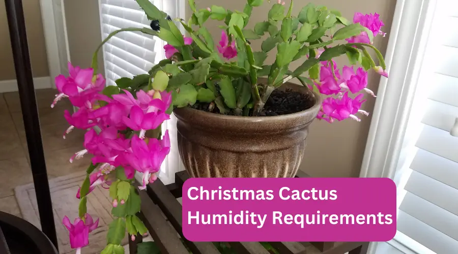 Christmas Cactus Humidity Requirements