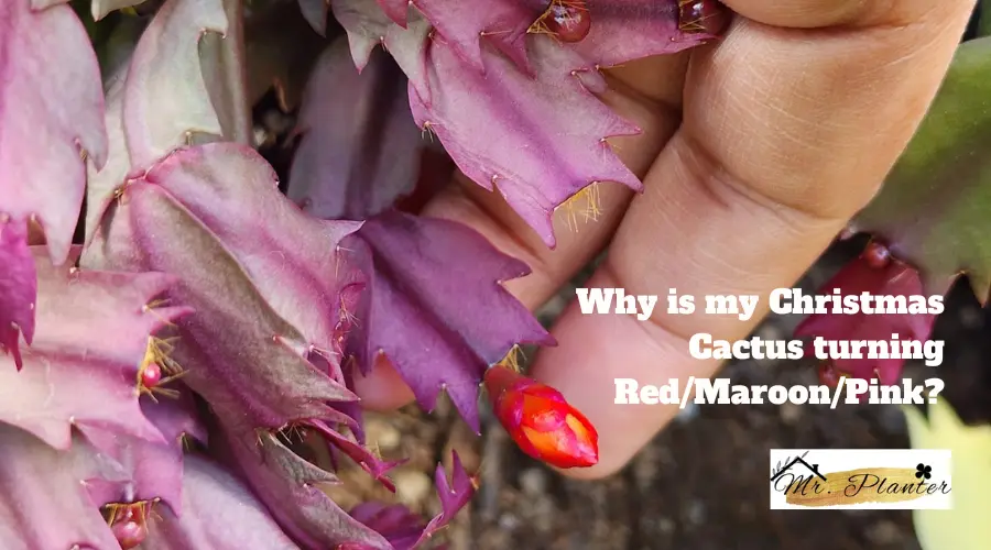 Christmas cactus turning red