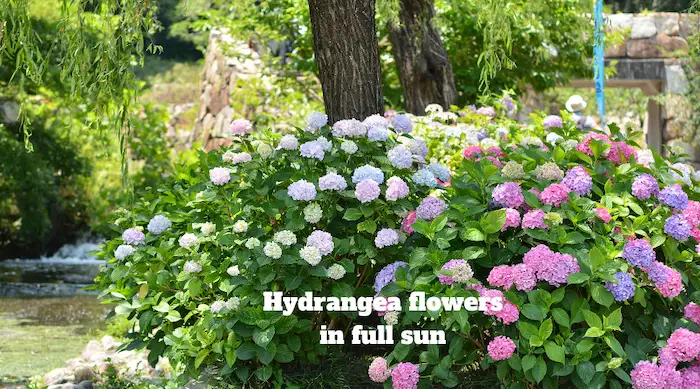 Hydrangea flowers in full sun