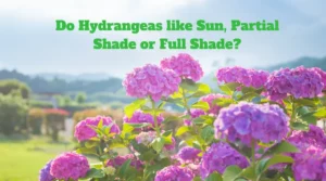 Gardener planting hydrangea in sun, partial shade, or full shade