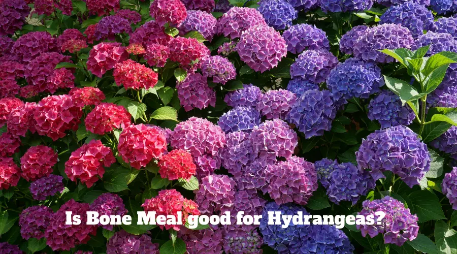 Is Bone Meal Good for Hydrangeas