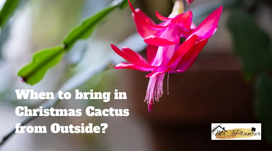 When to bring in Christmas Cactus from Outside