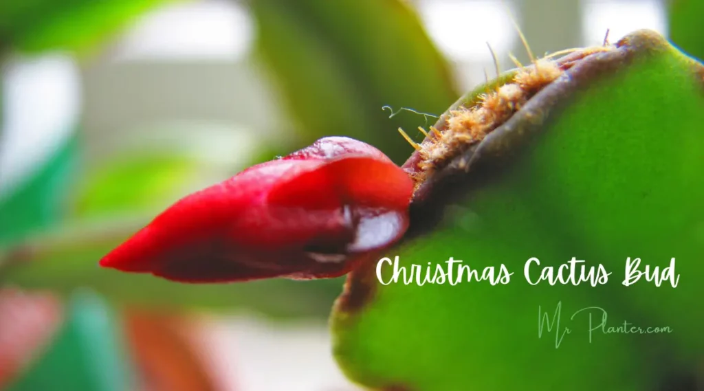Christmas Cactus bud