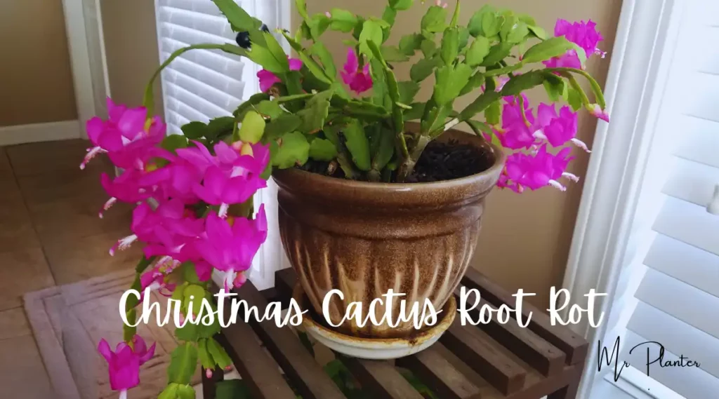 Christmas Cactus Root Rot