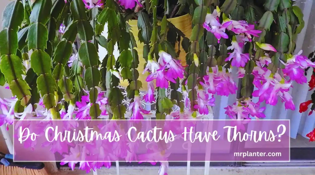Do Christmas Cactus have thorns