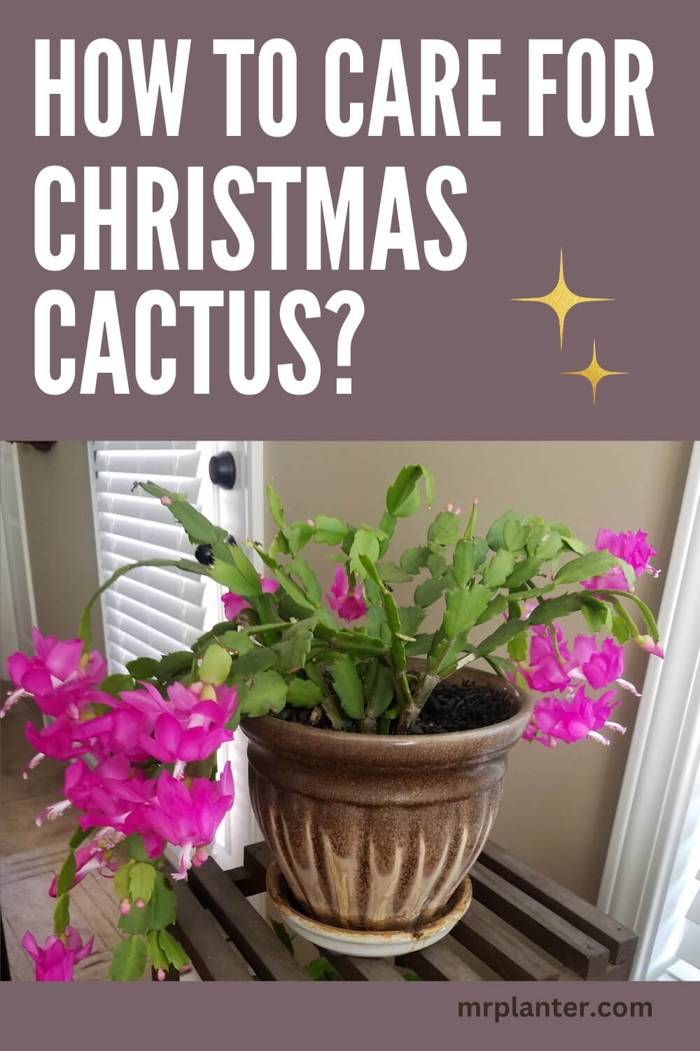 How to Care for Christmas Cactus MrPlanter 1