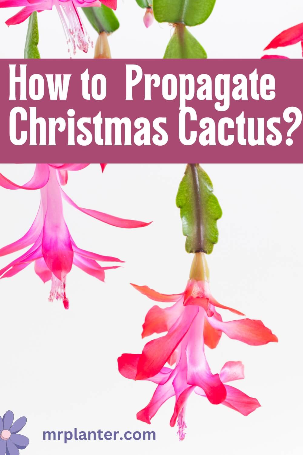 How to propagate christmas cactus 1