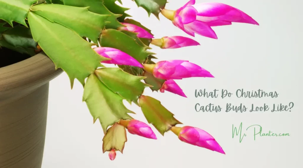 What Do Christmas Cactus Buds Look Like