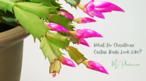 What Do Christmas Cactus Buds Look Like