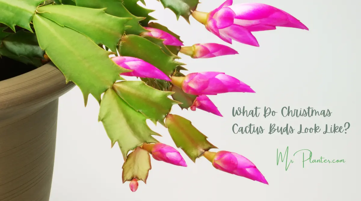 What Do Christmas Cactus Buds Look Like: A Visual Guide
