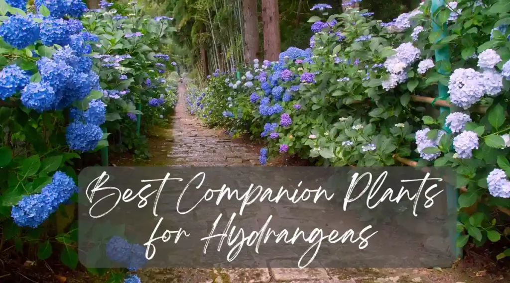 Best Companion Plants for Hydrangeas