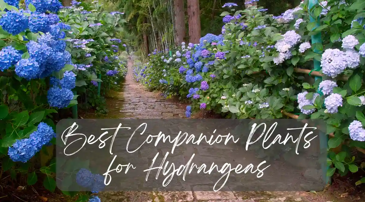 11 Best Companion Plants for Hydrangeas