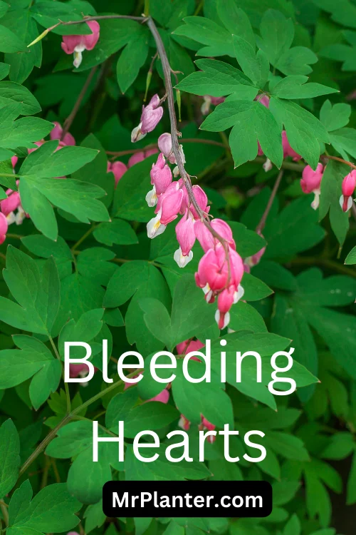 Bleeding Hearts Plant