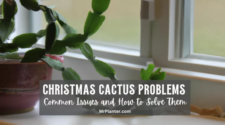 Christmas Cactus Problems