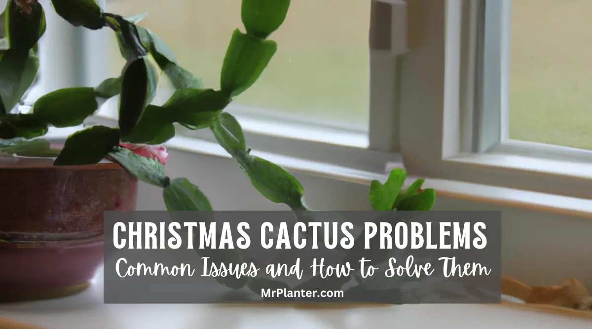 Christmas Cactus Problems: 7 Common Issues & How to Fix