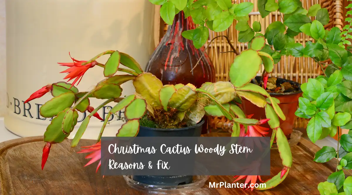 Christmas Cactus Woody Stem: Causes & Fix for Woody Stems